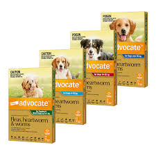 Bayer Advocate Dog Extra Large Over 25kg 3pk